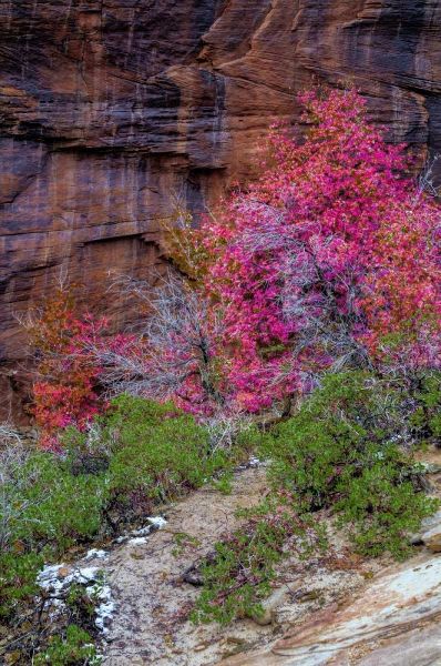 USA, Utah, Zion NP Cliff and autumn scenic